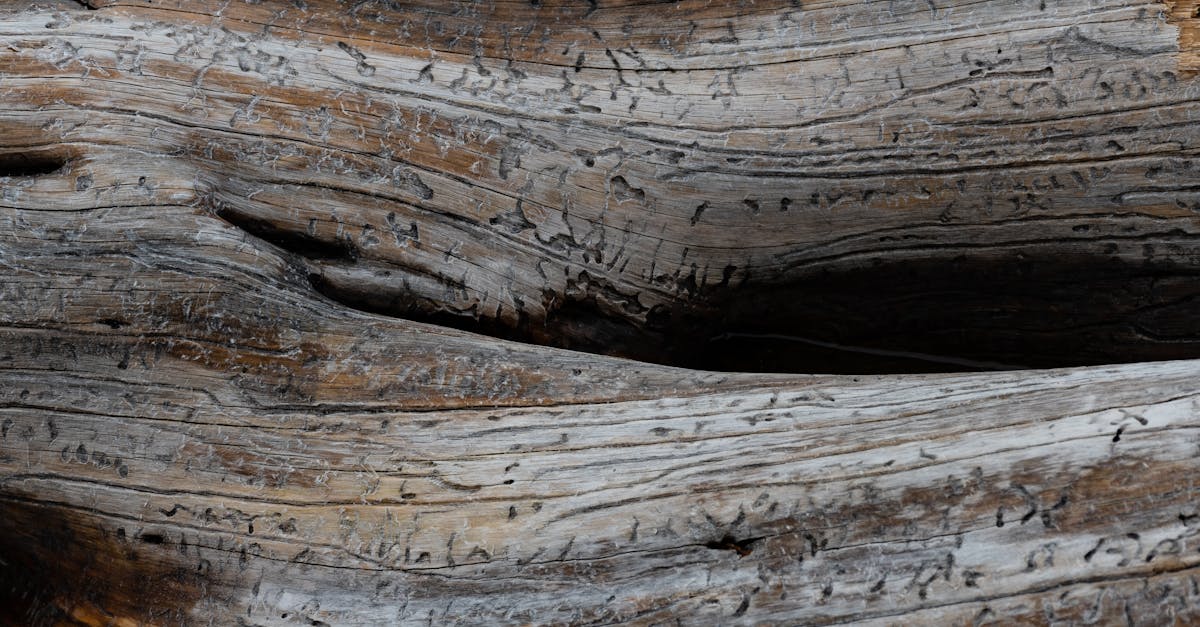 découvrez tout sur la dryrot, un champignon destructeur qui attaque le bois en profondeur. apprenez à reconnaître, traiter et prévenir ce problème pour protéger vos constructions et meubles en bois.