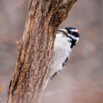 découvrez tout sur le pic, cet oiseau fascinant au plumage coloré et au comportement unique, connu pour tambouriner les arbres.