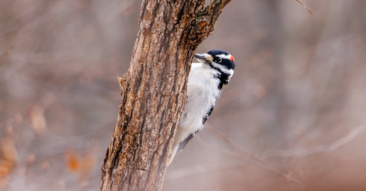 découvrez tout sur le pic, cet oiseau fascinant au plumage coloré et au comportement unique, connu pour tambouriner les arbres.