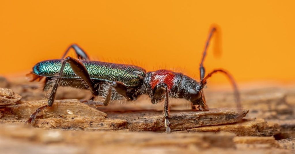 découvrez tout sur les insectes du bois : identification, prévention et traitements pour protéger vos structures en bois des infestations.