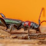 découvrez tout sur les insectes du bois : identification, prévention et traitements pour protéger vos structures en bois des infestations.