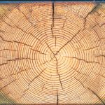 découvrez les méthodes efficaces de préservation du bois pour protéger et prolonger la durée de vie de vos structures en bois.