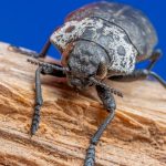 découvrez tout sur le woodborer, un insecte xylophage qui attaque le bois. apprenez à l'identifier, comprendre ses dégâts et les solutions pour s'en débarrasser efficacement.