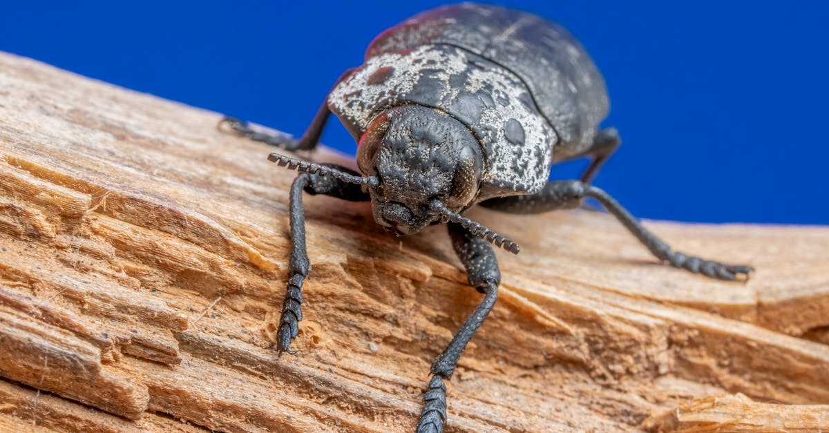 découvrez tout sur le woodborer, un insecte xylophage qui attaque le bois. apprenez à l'identifier, comprendre ses dégâts et les solutions pour s'en débarrasser efficacement.