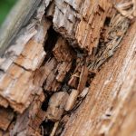 découvrez tout ce qu'il faut savoir sur la pourriture sèche (dry rot) : causes, prévention et solutions pour protéger vos structures en bois efficacement.