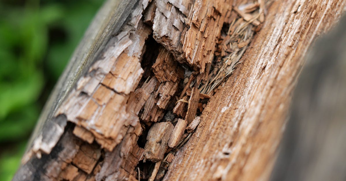découvrez tout ce qu'il faut savoir sur la pourriture sèche (dry rot) : causes, prévention et solutions pour protéger vos structures en bois efficacement.