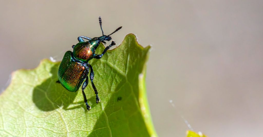 découvrez nos solutions efficaces de lutte contre les nuisibles pour protéger votre maison et entreprise. service professionnel d'extermination et prévention des infestations.