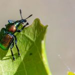 découvrez nos solutions efficaces de lutte contre les nuisibles pour protéger votre maison et entreprise. service professionnel d'extermination et prévention des infestations.
