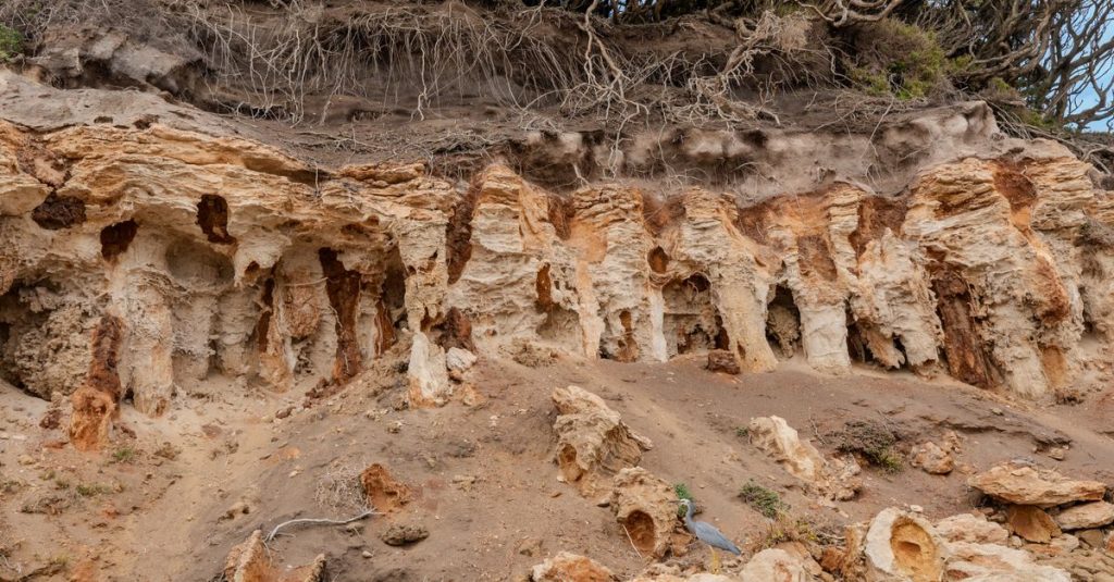 découvrez tout sur la pourriture sèche (dryrot) : causes, prévention et traitements efficaces pour protéger votre maison des dégâts du bois.