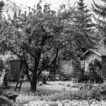 abri de jardin en bois : découvrez nos solutions robustes et esthétiques pour ranger vos outils et profiter d’un espace supplémentaire dans votre jardin.