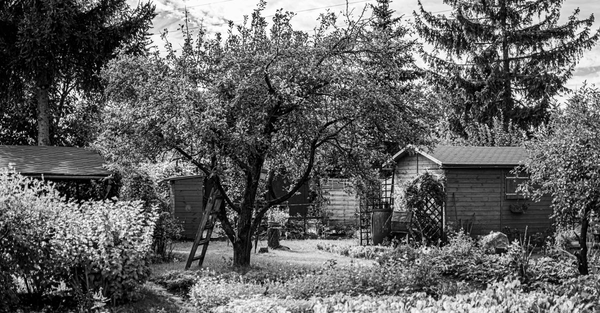 abri de jardin en bois : découvrez nos solutions robustes et esthétiques pour ranger vos outils et profiter d’un espace supplémentaire dans votre jardin.