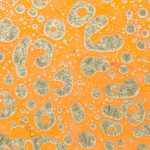 découvrez tout sur la moisissure : causes, conséquences et solutions pour prévenir et éliminer efficacement ce problème domestique.