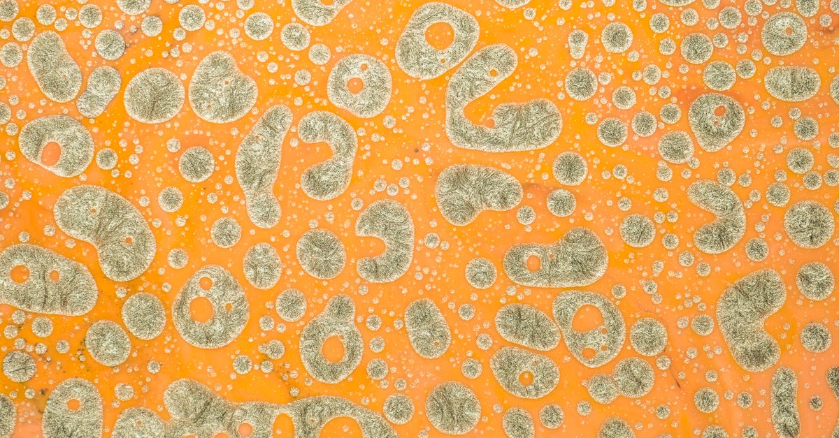 découvrez tout sur la moisissure : causes, conséquences et solutions pour prévenir et éliminer efficacement ce problème domestique.